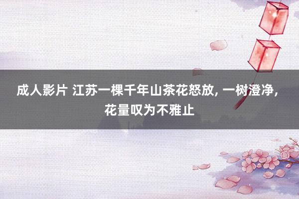 成人影片 江苏一棵千年山茶花怒放, 一树澄净, 花量叹为不雅止